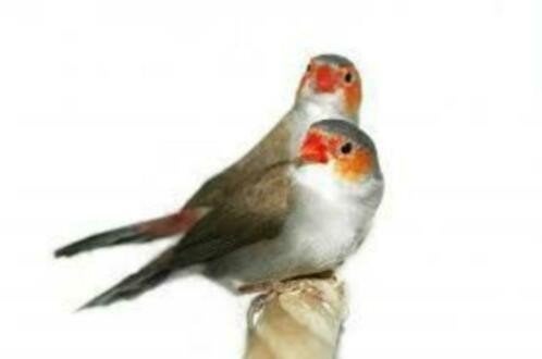 Eerdaags beschikbaar enkle Prachtige koppels Oranjekaakjes, Dieren en Toebehoren, Vogels | Overige Vogels, Meerdere dieren