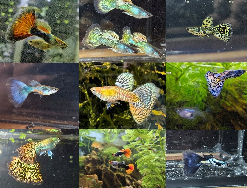 Allerlei prachtige soorten rasguppy's!, Vis, Zoetwatervis