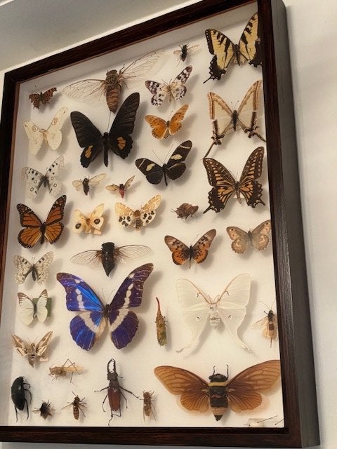 collectie vlinders en insecten geprepareerd, Ophalen, Nieuw, Insect, Opgezet dier
