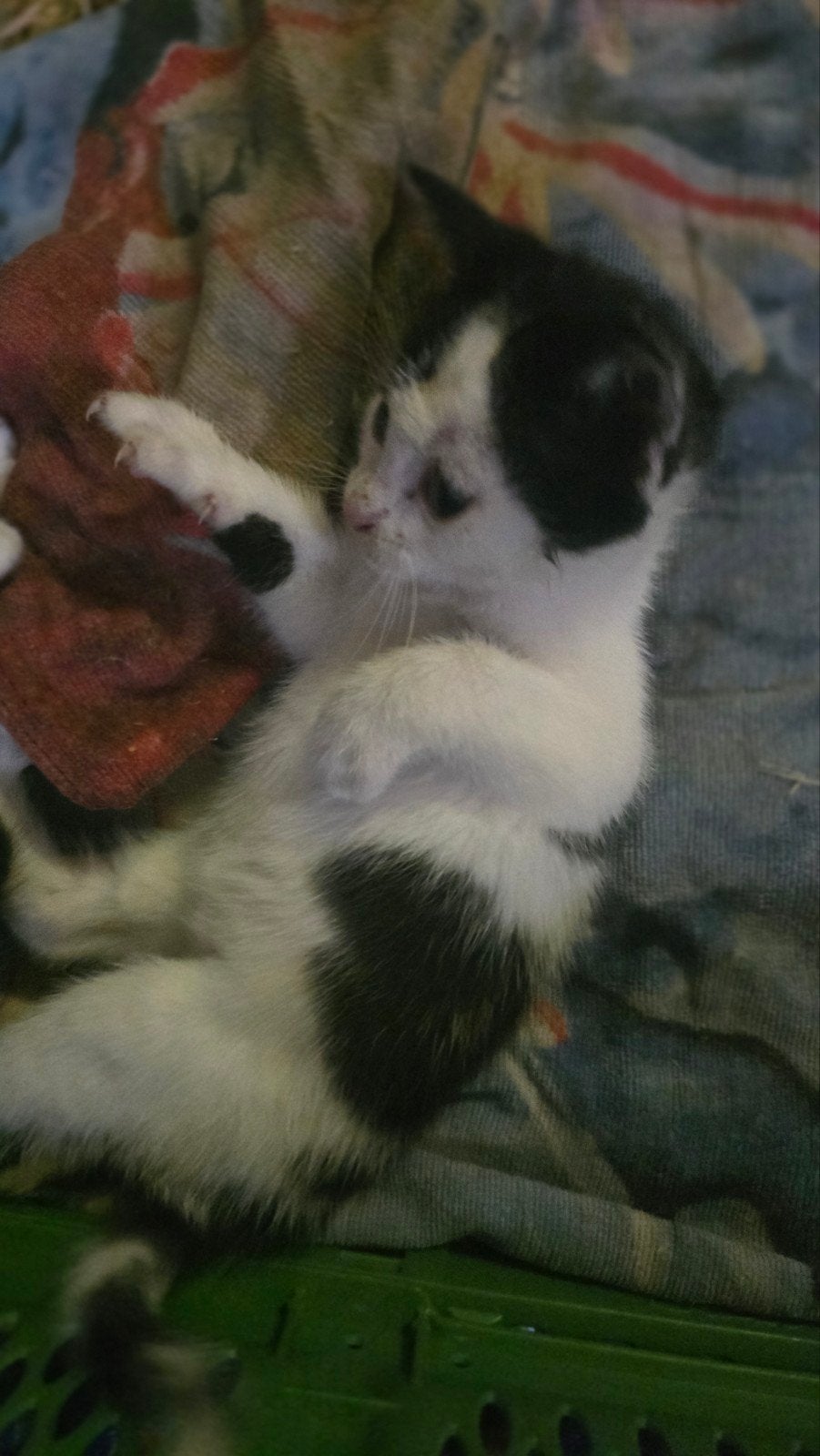 2 kittens zoeken nog een huis, Meerdere dieren
