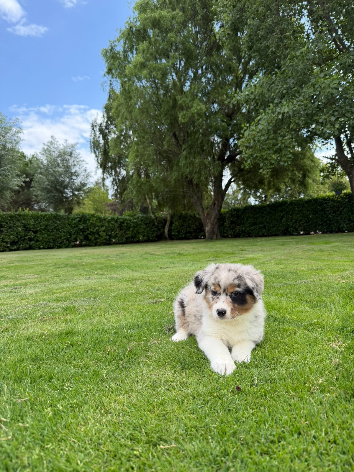 Australian Shepherd x Border Collie pups, Dieren en Toebehoren, Honden | Herdershonden en Veedrijvers, Meerdere dieren, Overige rassen