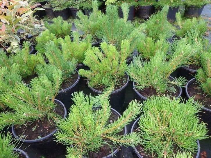 Pinus Uncinata Bergden in Pot – Sterke Bergconifeer, Minder dan 100 cm, Volle zon, In pot, Overige soorten