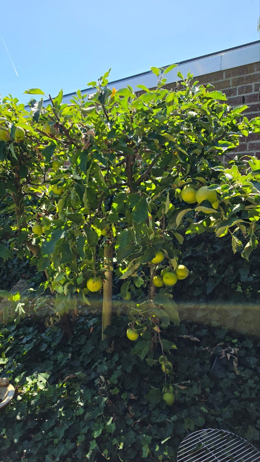 Appelboom met heerlijke appels, Overige soorten, Lente, 100 tot 250 cm, Ophalen
