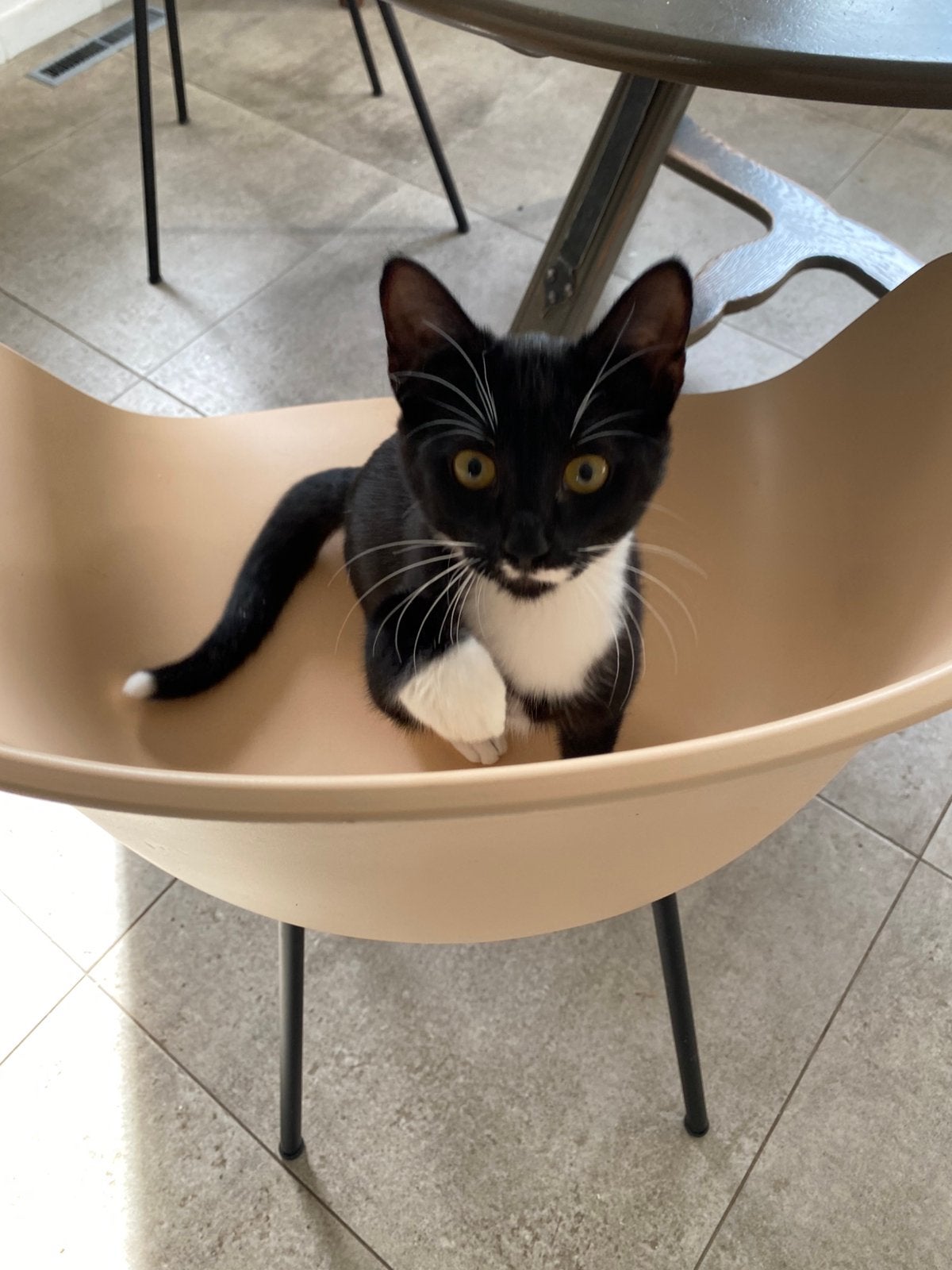 Kittens kat poes zwart wit, Dieren en Toebehoren, Poes