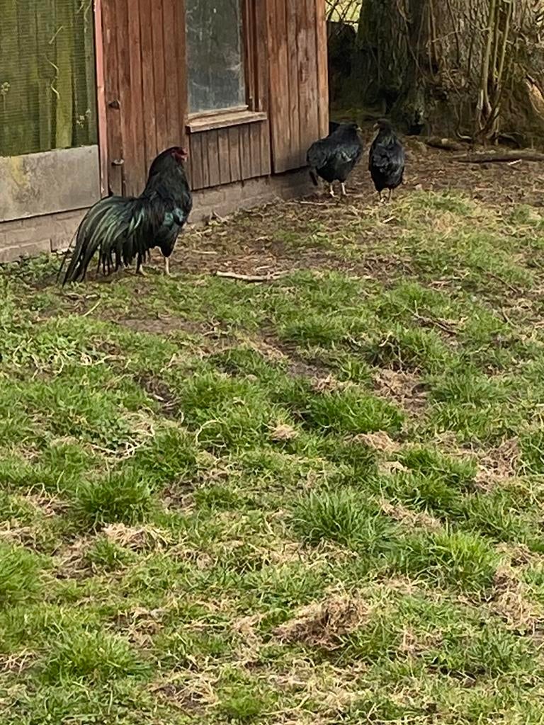 Broedeieren van grote zwarte Sumatra’s, Dieren en Toebehoren, Pluimvee, Geslacht onbekend, Kip
