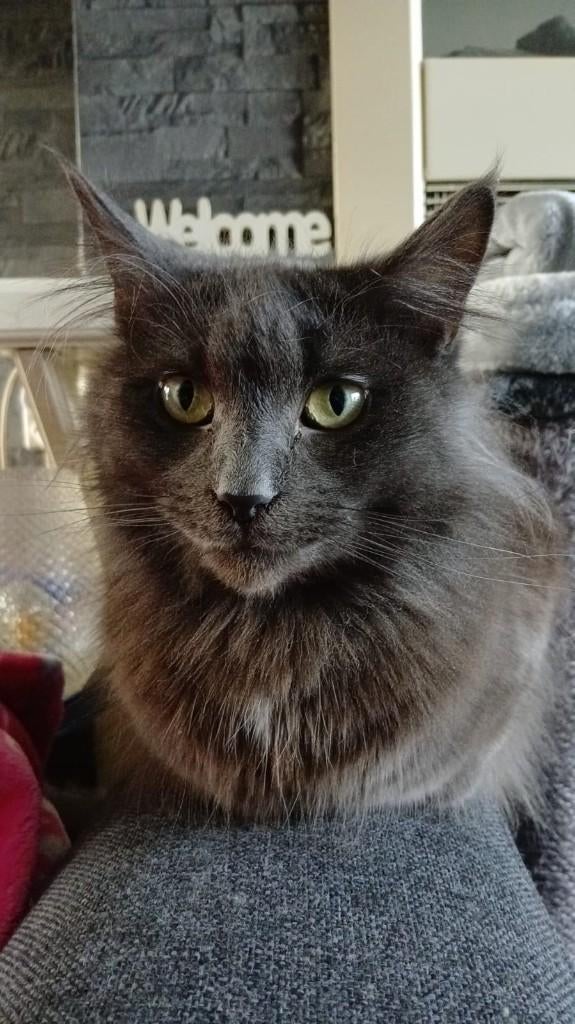 Main Coon Poes zonder stamboom, Dieren en Toebehoren, Katten en Kittens | Raskatten | Langhaar, Poes, Gechipt, 0 tot 2 jaar