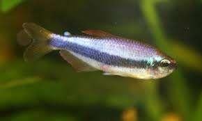 Blauwe Koningszalm - Inpaichthys kerri - Koidreams Valburg, Vis, Zoetwatervis, Schoolvis