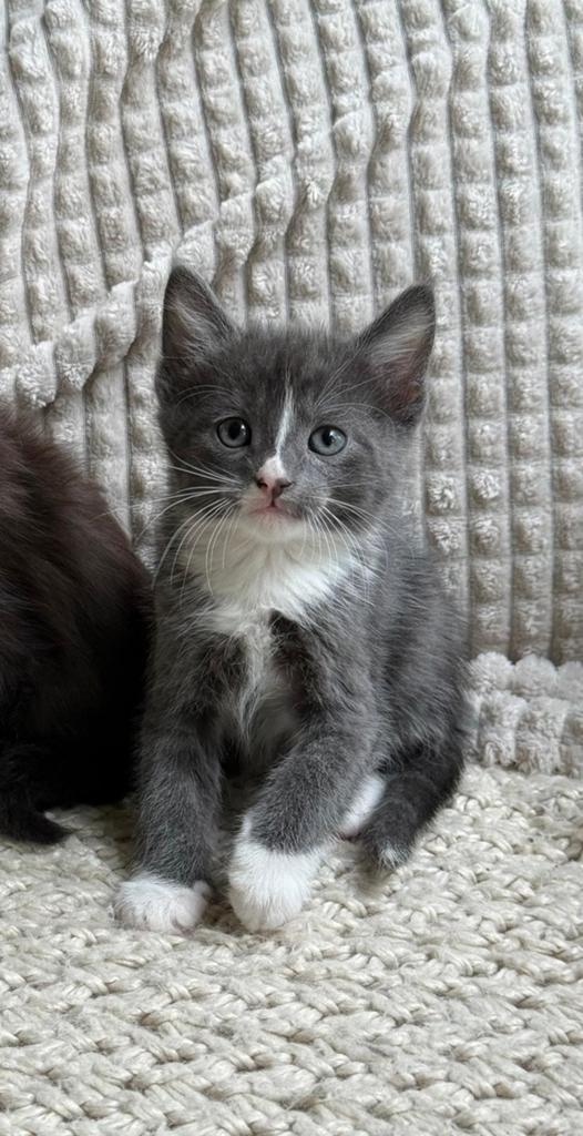 nog 1 bijzonder mooie grijsblauwe mix kitten katertje, Dieren en Toebehoren, Katten en Kittens | Overige Katten, Meerdere dieren
