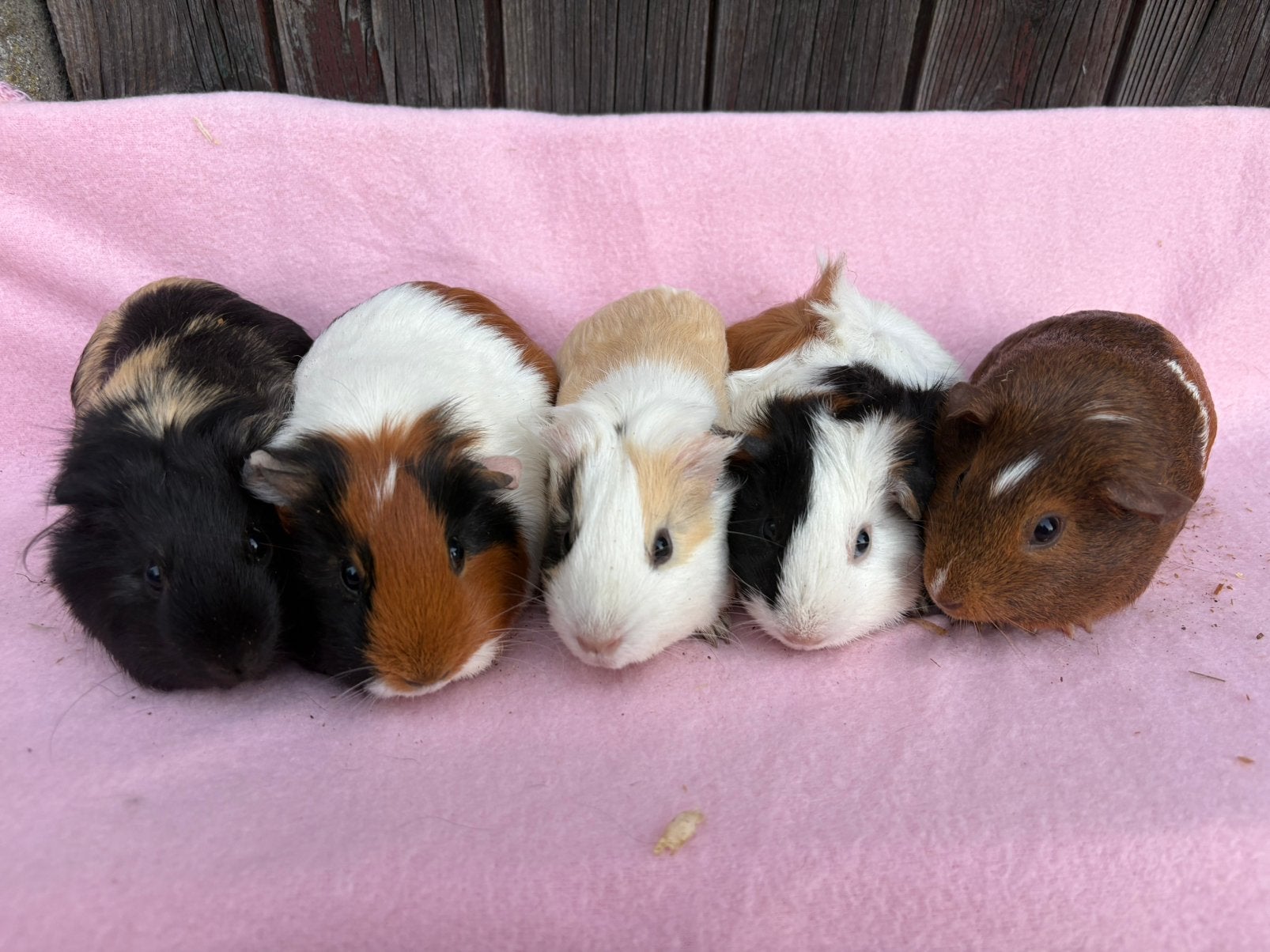 Cavia’s, Dieren en Toebehoren, Mei, Meerdere dieren, Cavia