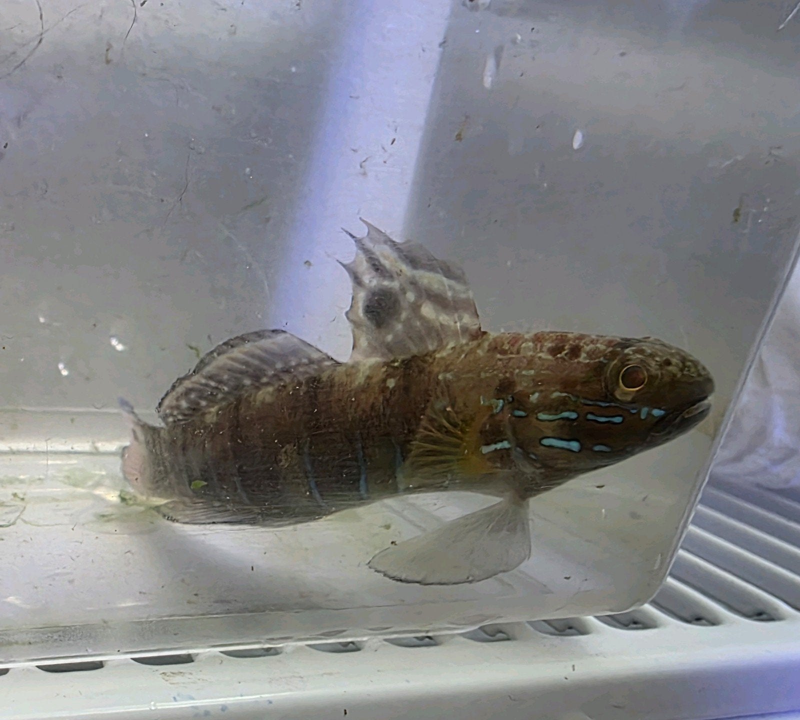 geringde gobie (Amblygobius phalaena), Dieren en Toebehoren, Vis, Zoutwatervis