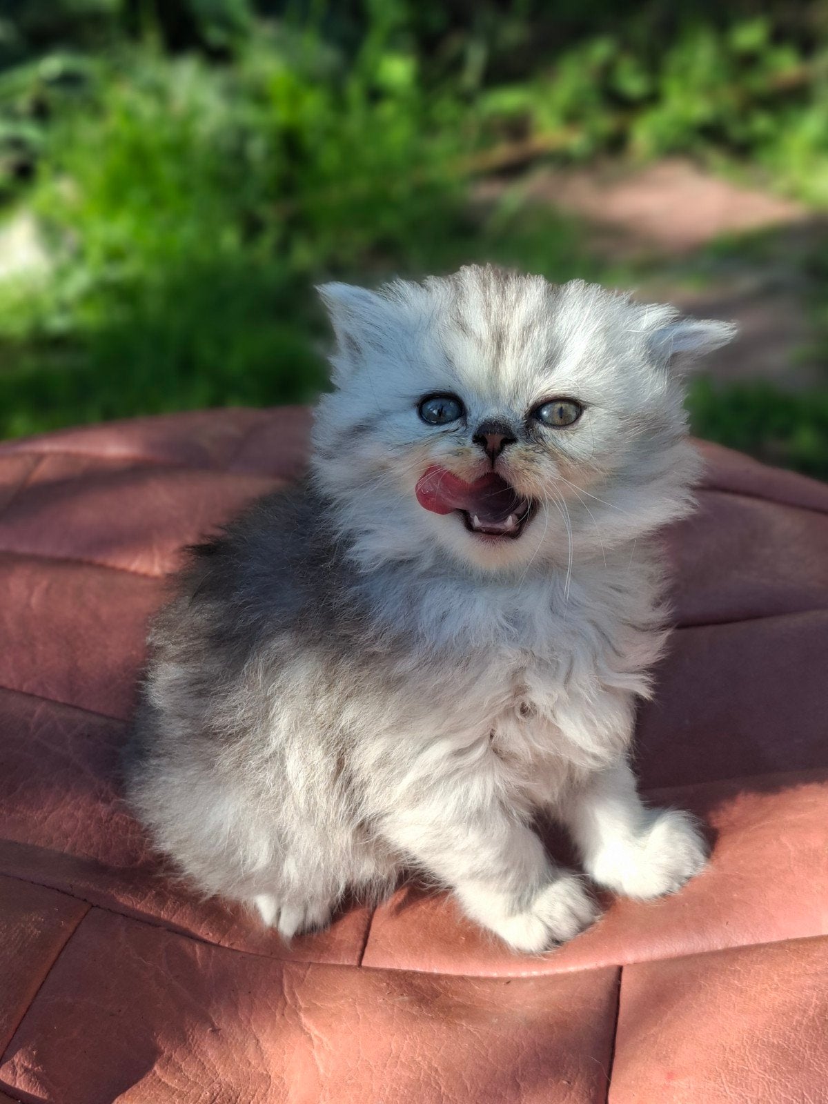 Prachtige en lieve britse langhaar kittens te koop, Meerdere dieren, Langharig, 0 tot 2 jaar