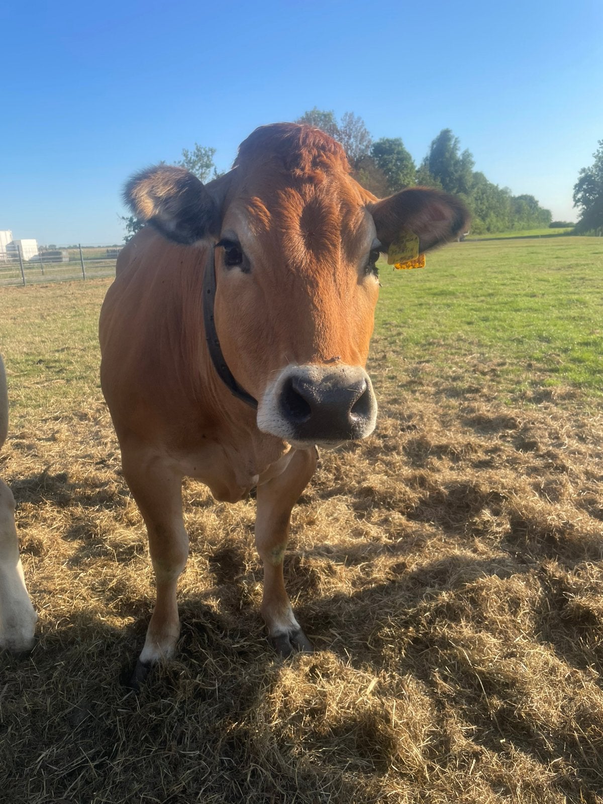 GEZOCHT: Parthenaise stier, Dieren en Toebehoren, Runderen, Mannelijk