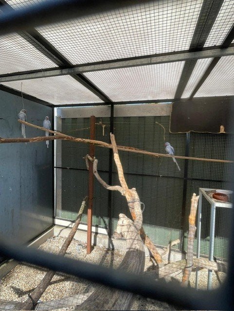 Halsbandparkieten Opaline Violet, Meerdere dieren, Parkiet, Geringd