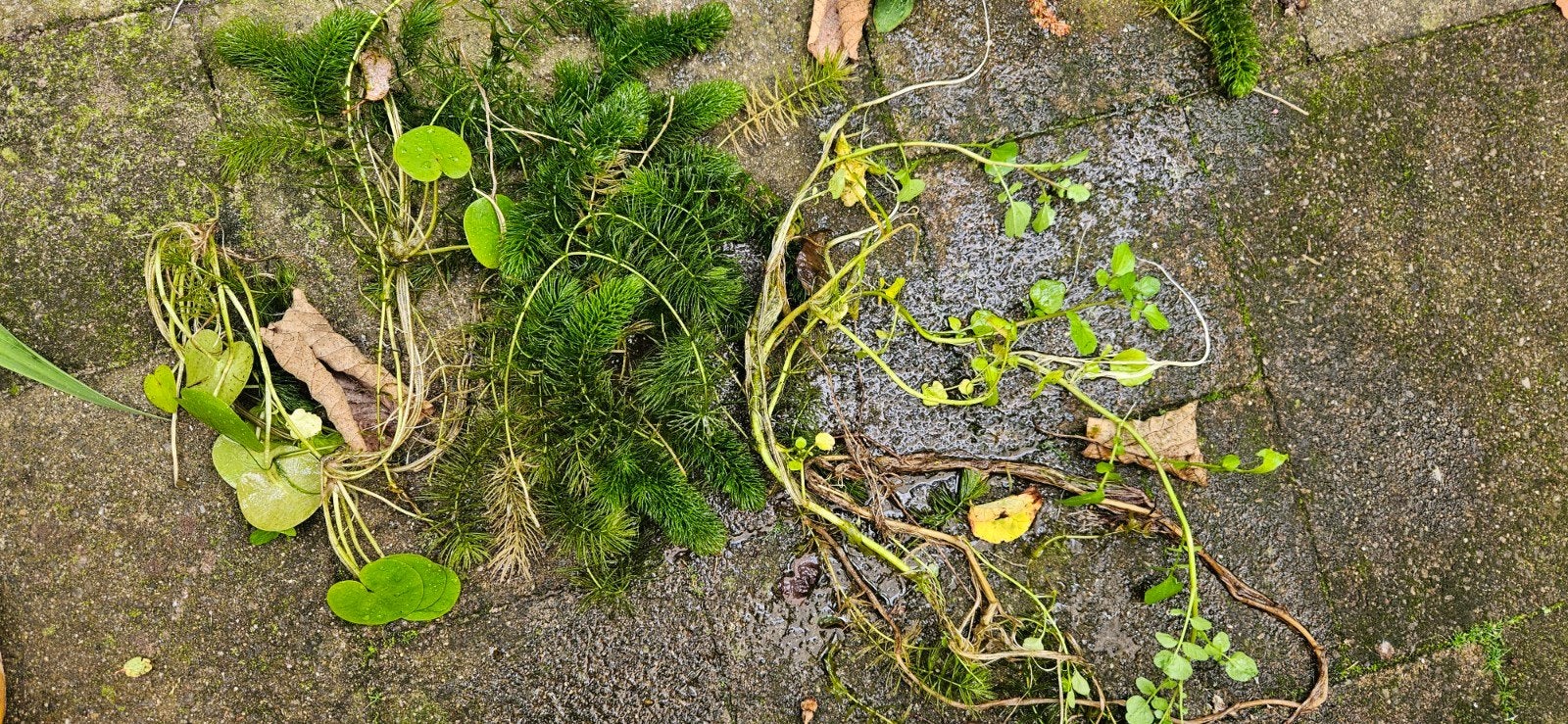 Diverse vijverplanten: Waterpest, Klein plom, Tuin en Terras, Ophalen, Nieuw