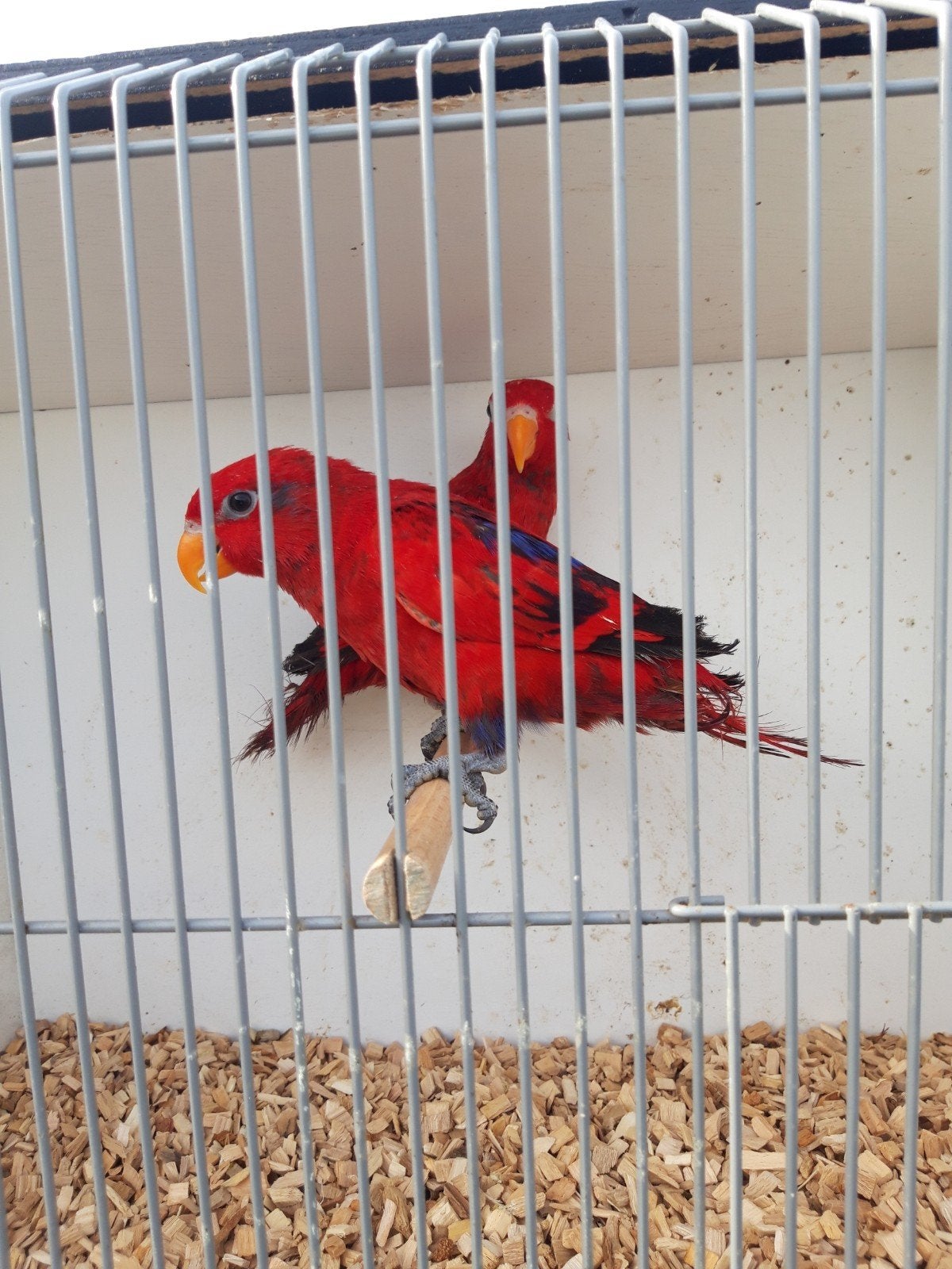 Te koop 2 Rode Lori mannen 2025, Dieren en Toebehoren, Vogels | Kanaries, Mannelijk