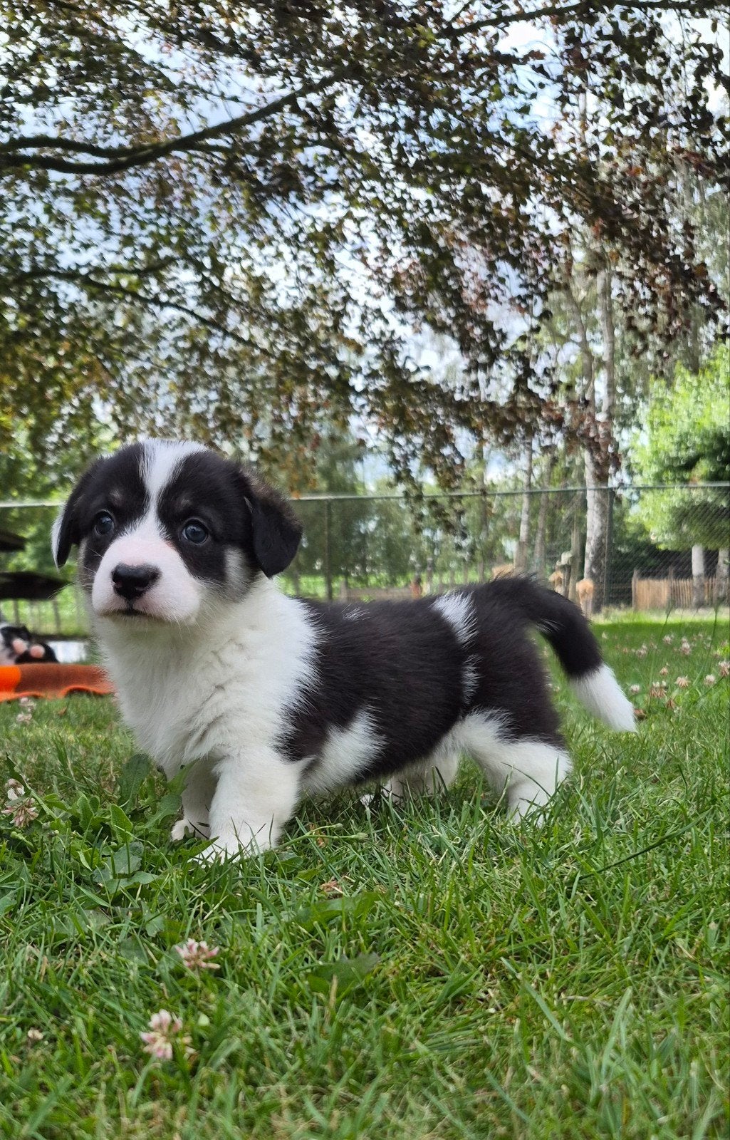 Welsh corgi pups, 8 tot 15 weken, Meerdere, Meerdere dieren, Nederland