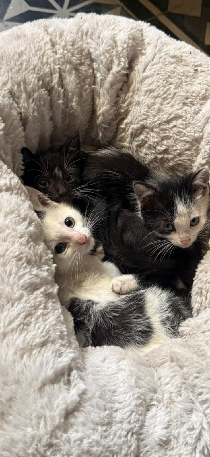 Boerderij kittens, Meerdere dieren, Kortharig, 0 tot 2 jaar