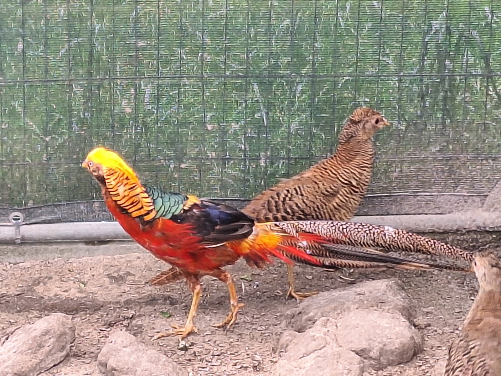 Span goudfazanten, Meerdere dieren, Eend