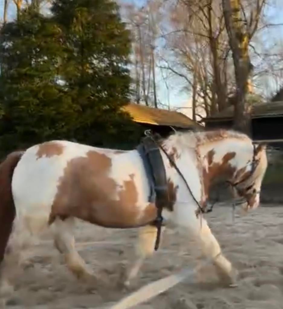 Gezocht menner bijrijder voor tinker soest, Verzorging of Verzorgpony's
