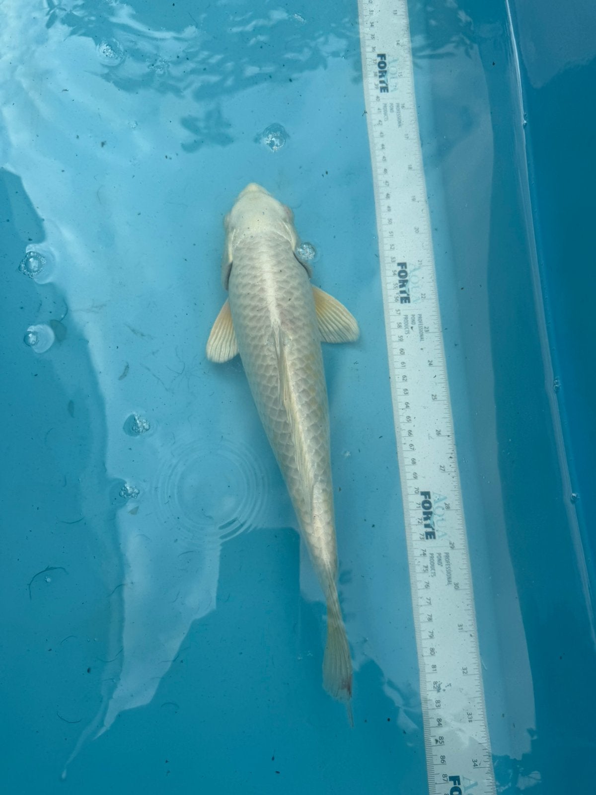 platinum ogon koi, Karper of Koi
