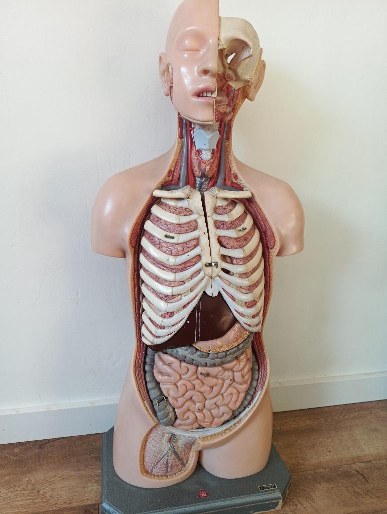 Ware grootte medisch anatomisch torso menselijk lichaam, Ophalen