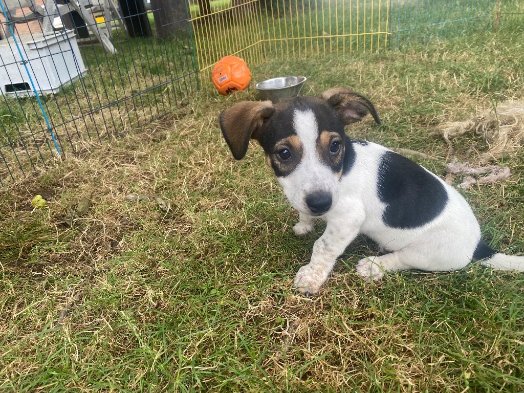 Jack Russell pups Te koop, Dieren en Toebehoren, Honden | Jack Russells en Terriërs, Jack Russell Terriër, 8 tot 15 weken, Parvo