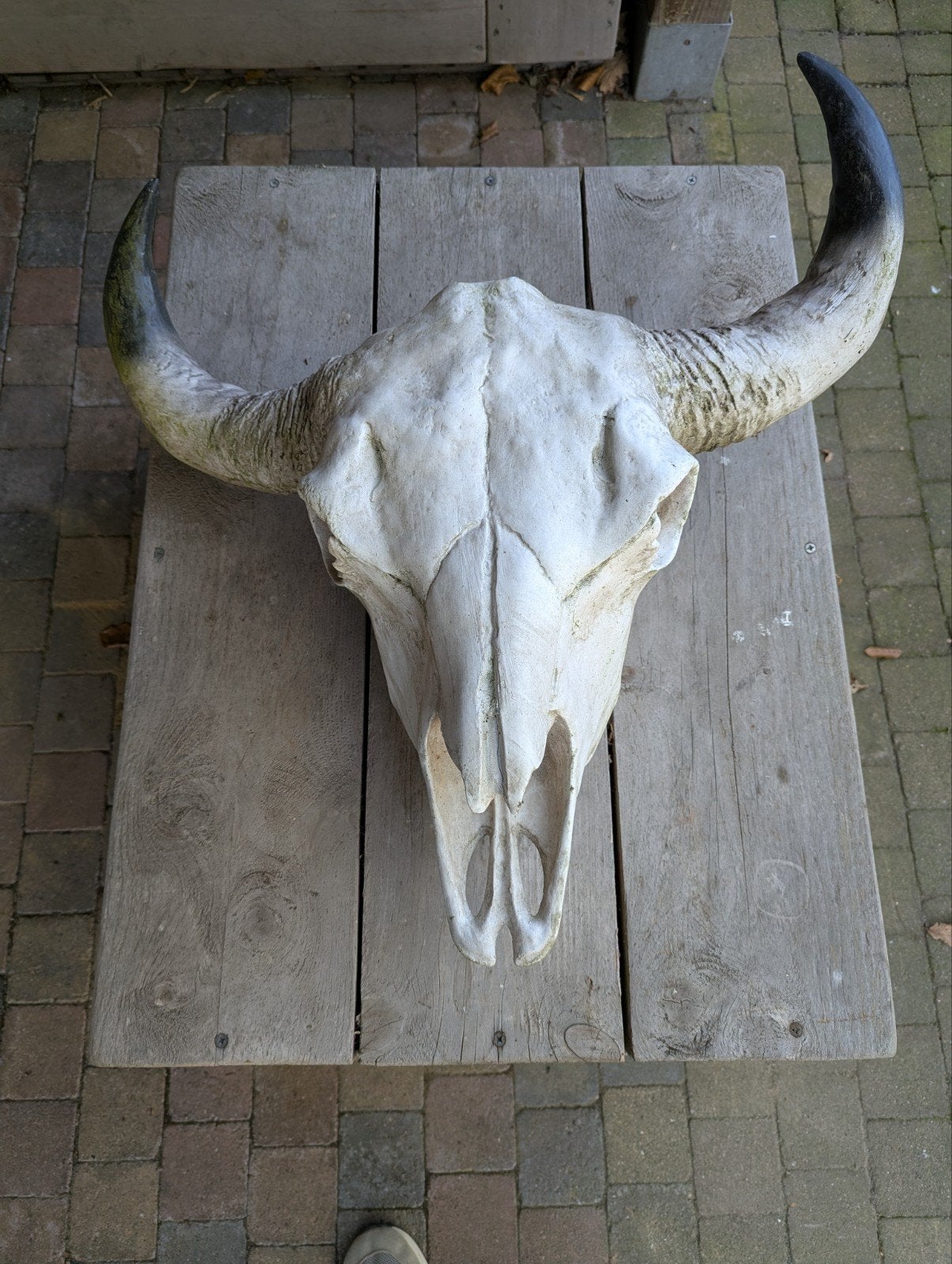 S kunstof schedel buffel, Ophalen