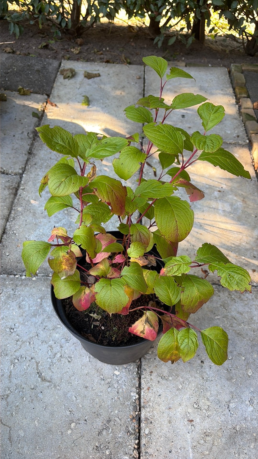 Rode kornoelje 'Sibirica' Cornus alba Sibirica, Ophalen, Overige soorten, Volle zon