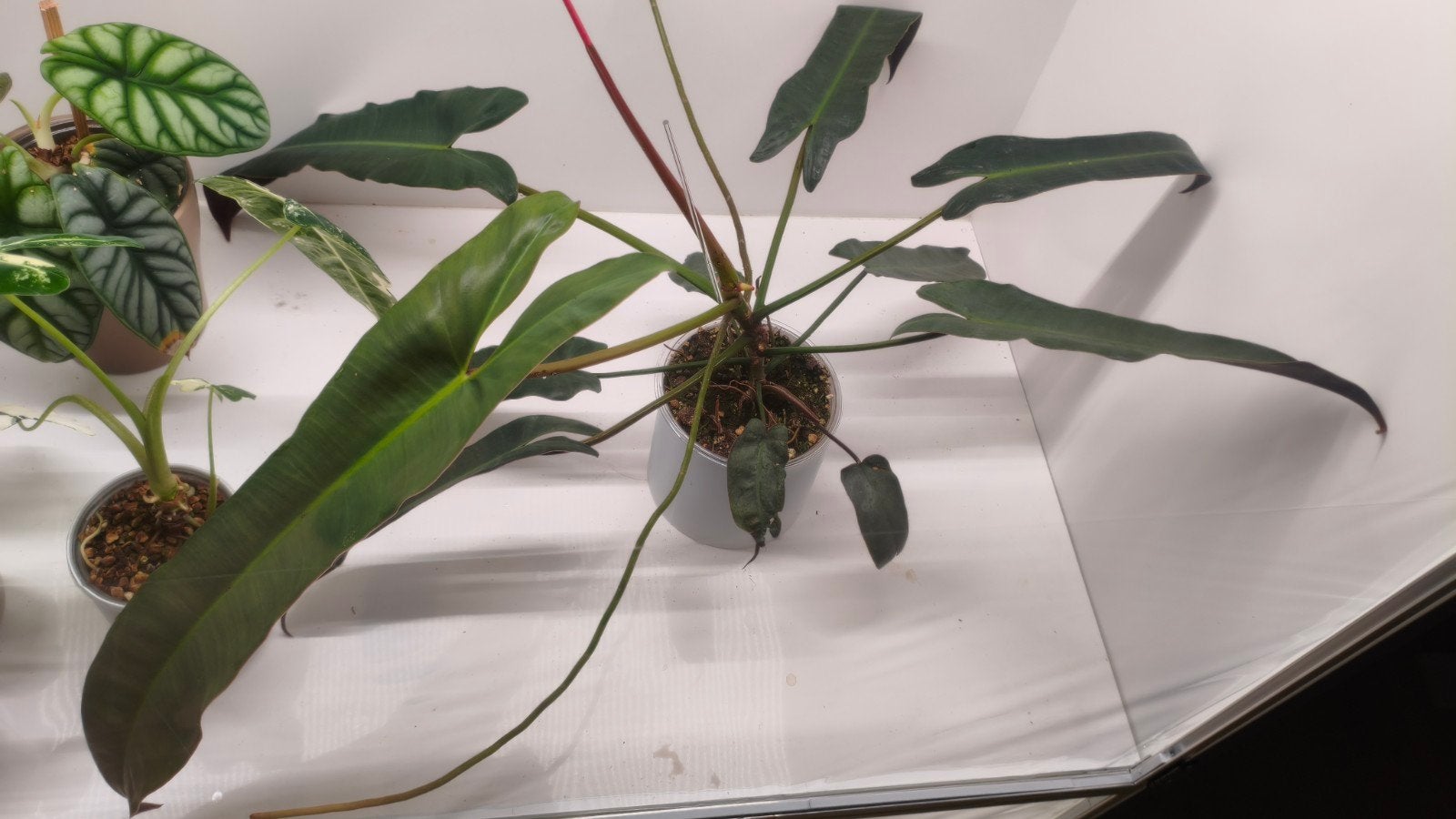 Philodendron Atabapoense, Huis en Inrichting, Kamerplanten, Ophalen, Halfschaduw, Minder dan 100 cm