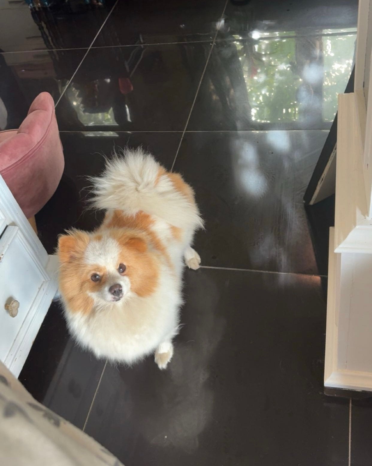 Klein Kees Pomeranian Pomeriaan Teefje 2 jaar, Dieren en Toebehoren, Honden | Poolhonden, Keeshonden en Oertypen, Keeshond, 1 tot 2 jaar