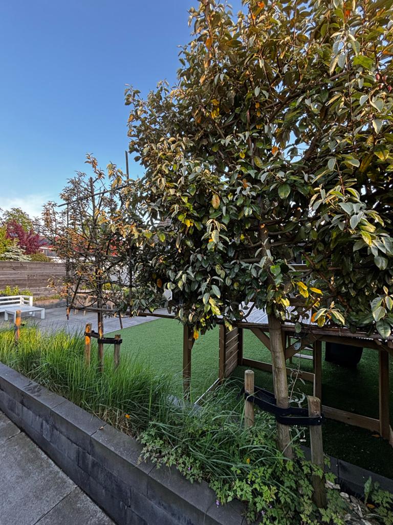 Olijf Leiboom 2 stuks, Tuin en Terras, Planten | Bomen, Bloeit niet, Leiboom, 250 tot 400 cm, Ophalen