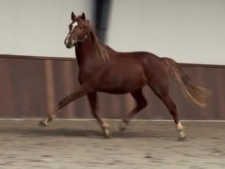 Unieke kans!, Dieren en Toebehoren, Paarden, Met stamboom, Dressuurpaard, 3 tot 6 jaar, Onbeleerd