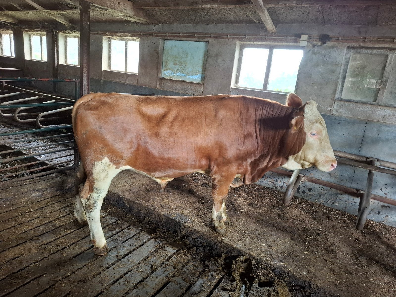 fokstier kruising, Dieren en Toebehoren, Runderen, Mannelijk, 0 tot 2 jaar