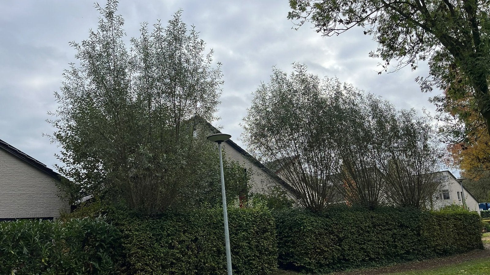 gratis wilgentenen/takken, Ophalen, Bloeit niet, Volle zon, Overige soorten