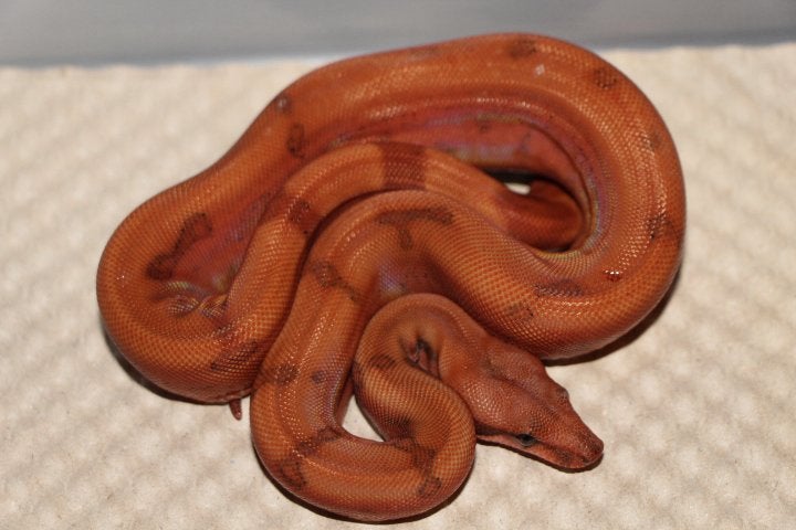 Jonge Boa Constrictor’s, Dieren en Toebehoren, Reptielen en Amfibieën, Slang, 0 tot 2 jaar