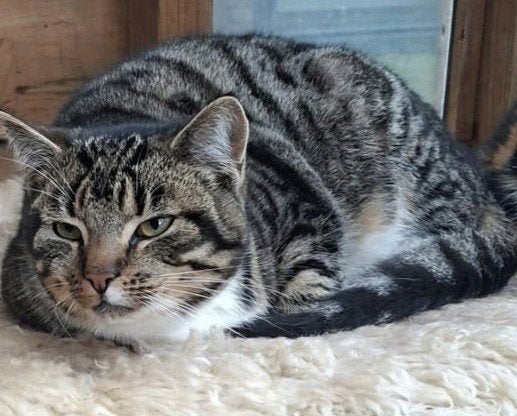 Super lieve kater, Kater