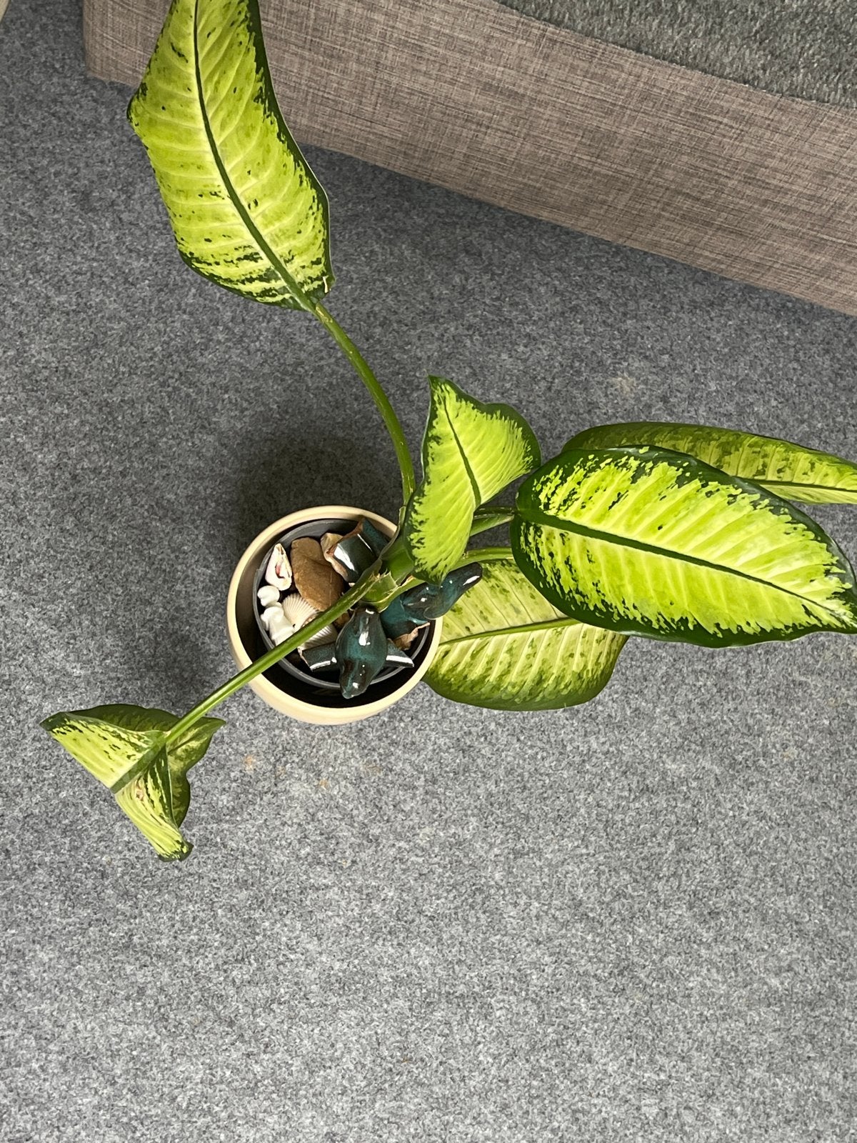 Prachtige Dieffenbachia kamerplant in pot, Overige soorten, In pot, Minder dan 100 cm, Groene kamerplant
