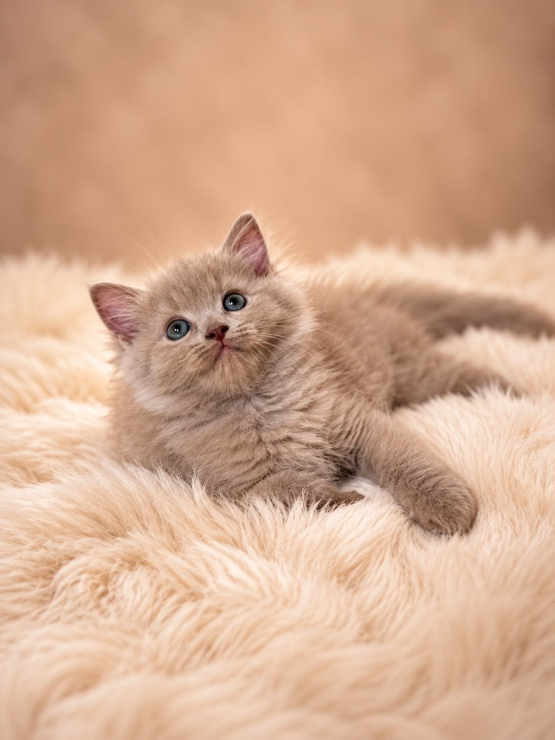 Prachtige Ragdoll kittens in unieke kleuren, Meerdere dieren, Gechipt, 0 tot 2 jaar
