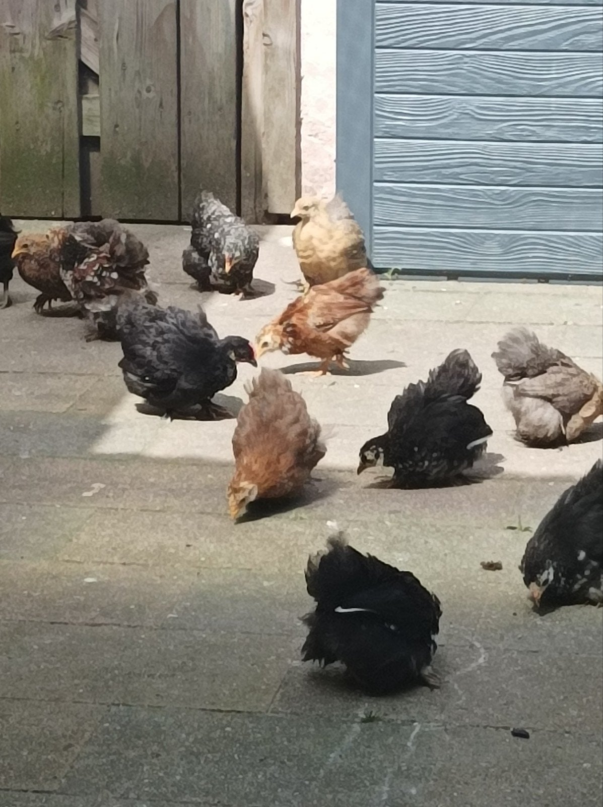 Diverse kriel kippen onderandere cochin., Dieren en Toebehoren, Pluimvee, Meerdere dieren, Kip