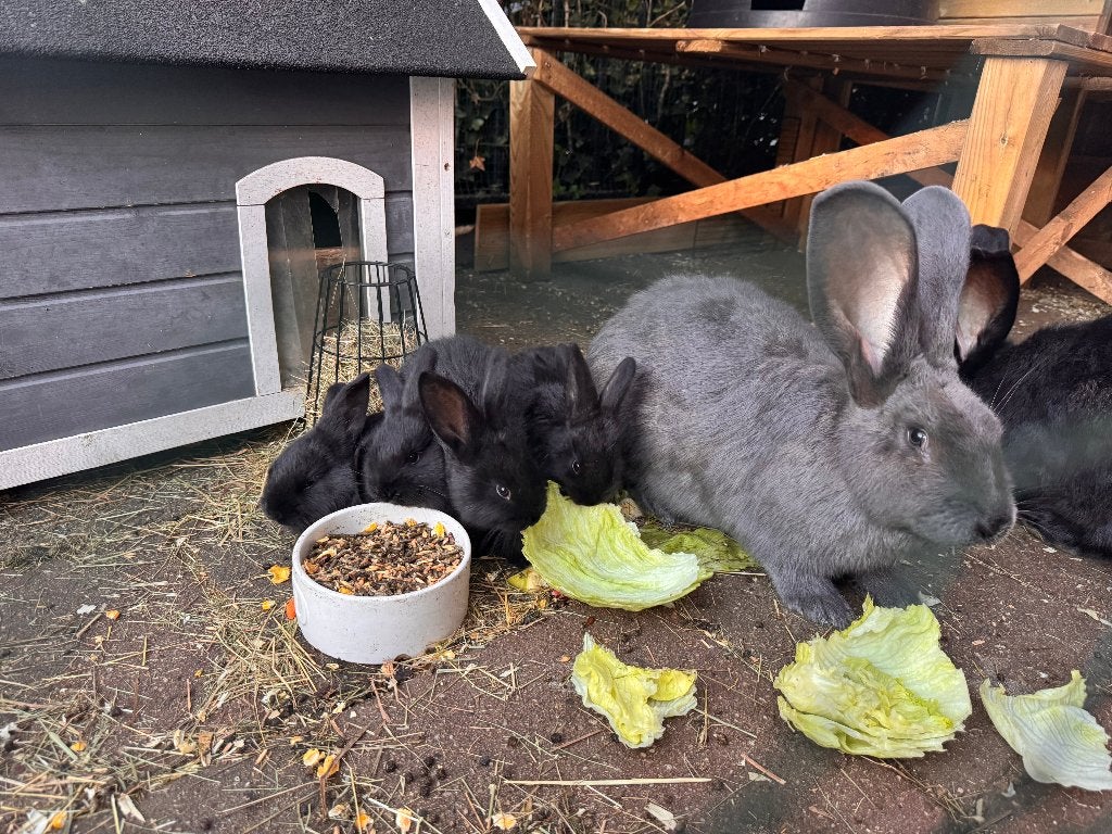 6 lieve zwarte konijntjes te koop!, Geslacht onbekend, Middelgroot, 0 tot 2 jaar