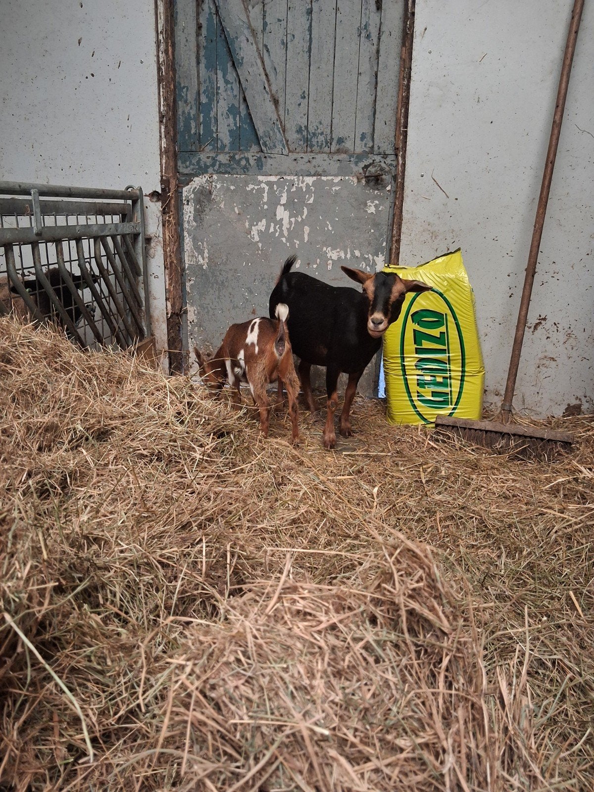 mooie dwerg geit met geiten lam te koop, Dieren en Toebehoren, Vrouwelijk, Geit, 0 tot 2 jaar