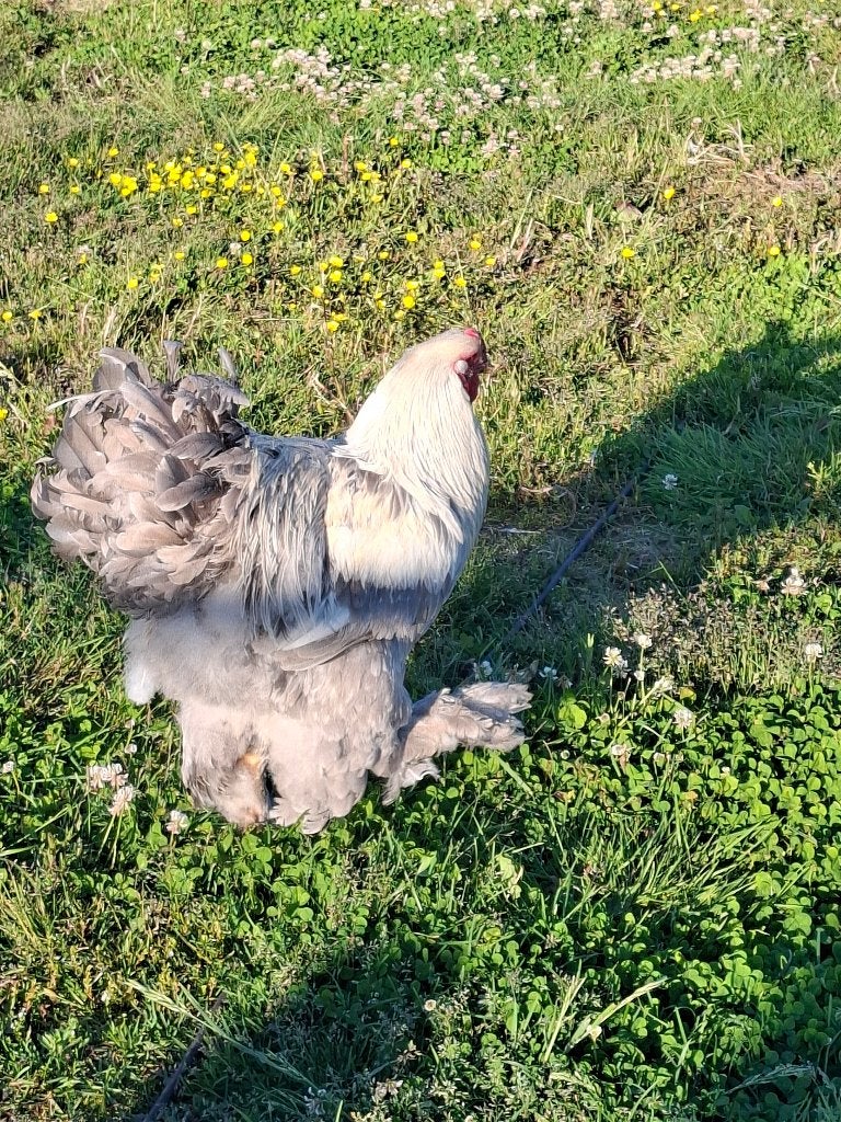 Brahma haan (isabelle), Dieren en Toebehoren, Pluimvee, Mannelijk, Kip