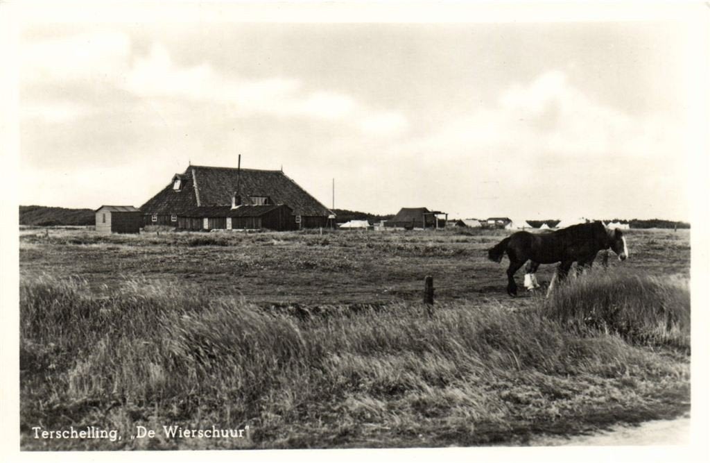 Terschelling, De Wierschuur - paarden - 1954 gelopen, Verzenden, 1940 tot 1960, Gelopen, Waddeneilanden