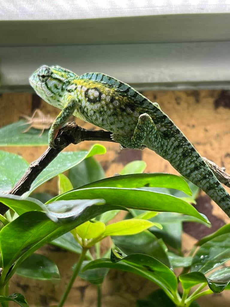 Koppeltje Furcifer lateralis / tapijt kameleon Chameleon - male for sale from Guido