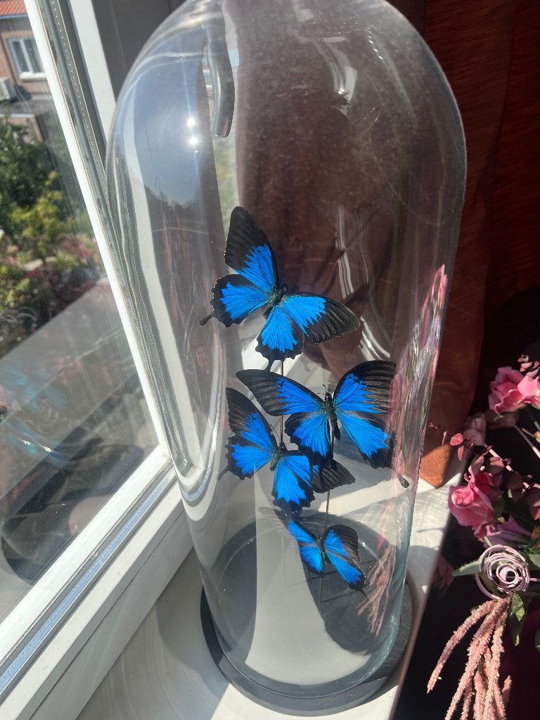 Papilio Ulysses vlinders in stolp met maar liefst 4 vlinders, Ophalen, Nieuw, Insect, Opgezet dier