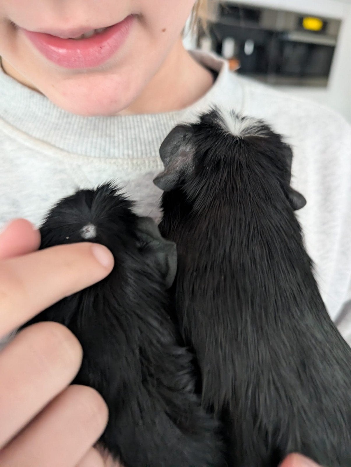 Twee lieve cavia's (beertjes), Dieren en Toebehoren, Maart, Mannelijk, Cavia