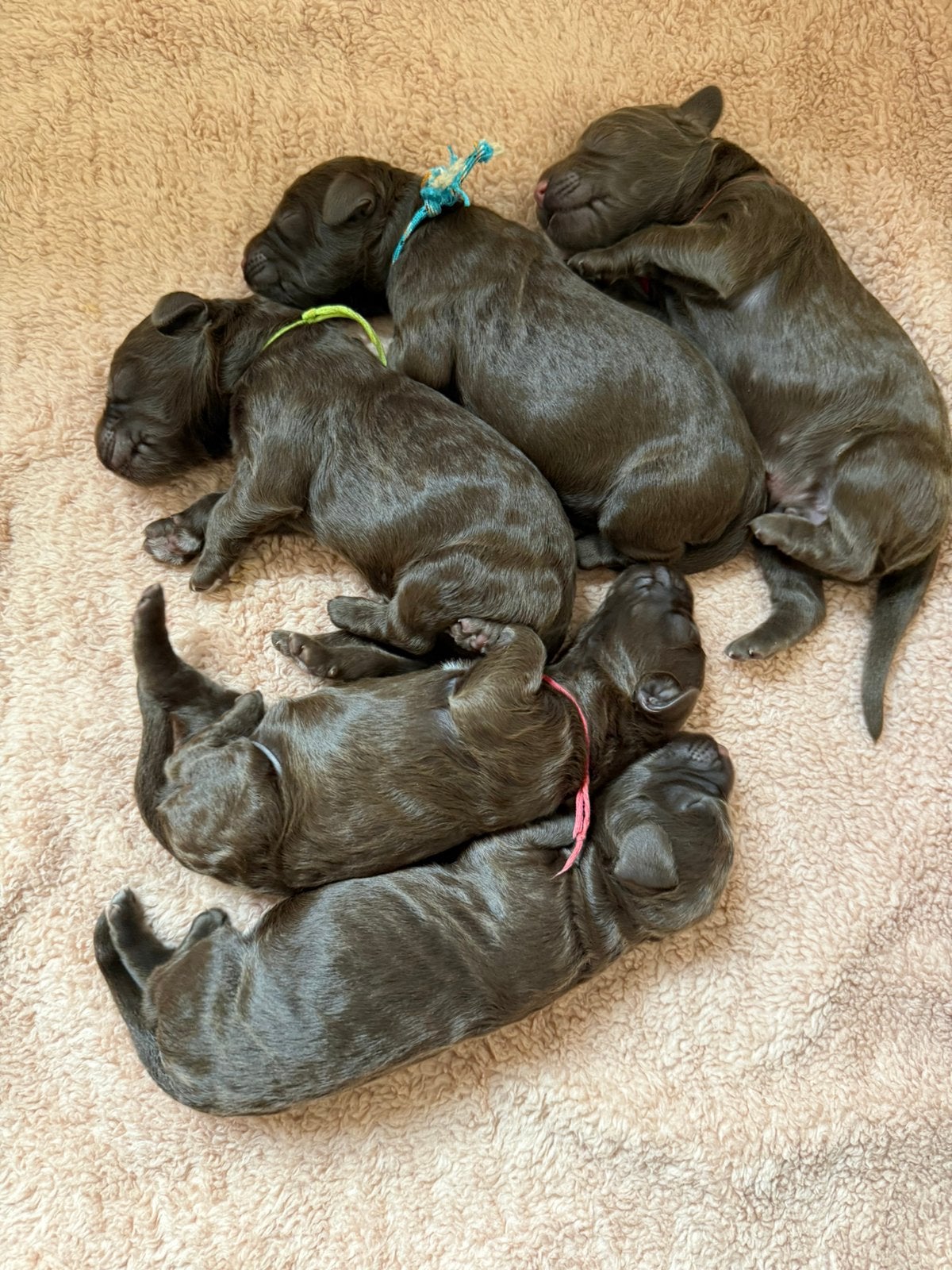 Chocolade bruine Labradoodles pups, Boeken, Ophalen, Zo goed als nieuw, Honden