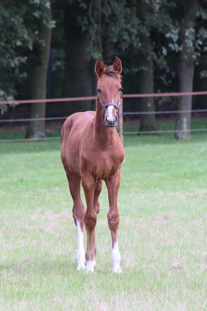 Hengst veulen springen uit sportstam, Dieren en Toebehoren, Springpaard, Minder dan 160 cm, Met stamboom, Niet van toepassing