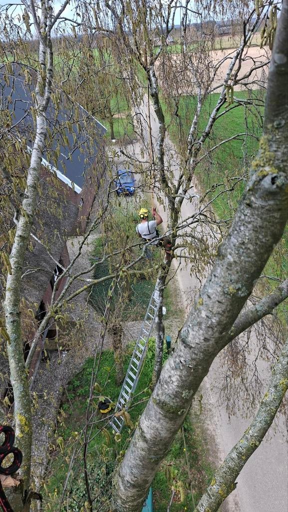 Boomverzorgers actief rondom zutphen/Doetinchem, Ophalen of Verzenden, Volle zon, Overige soorten