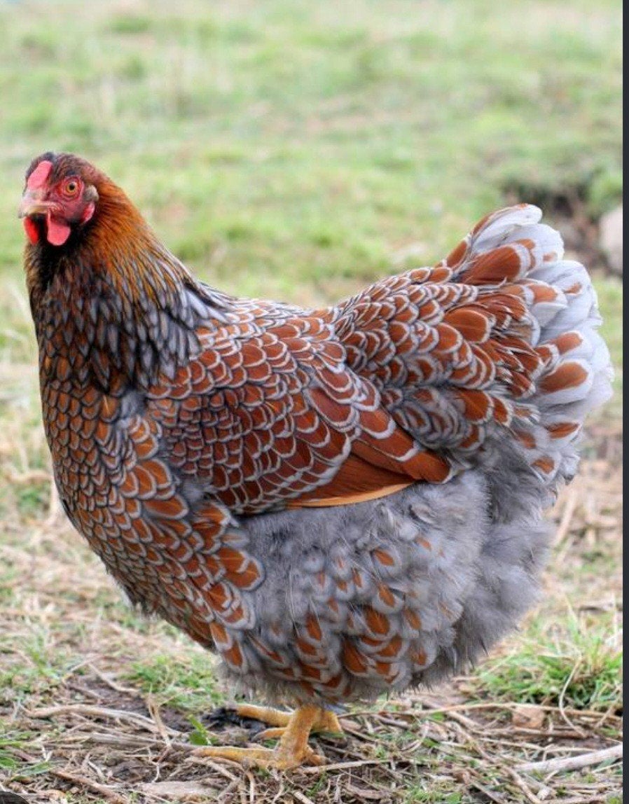 gezocht: wyandotte blauwgezoomd, Dieren en Toebehoren, Meerdere dieren, Kip